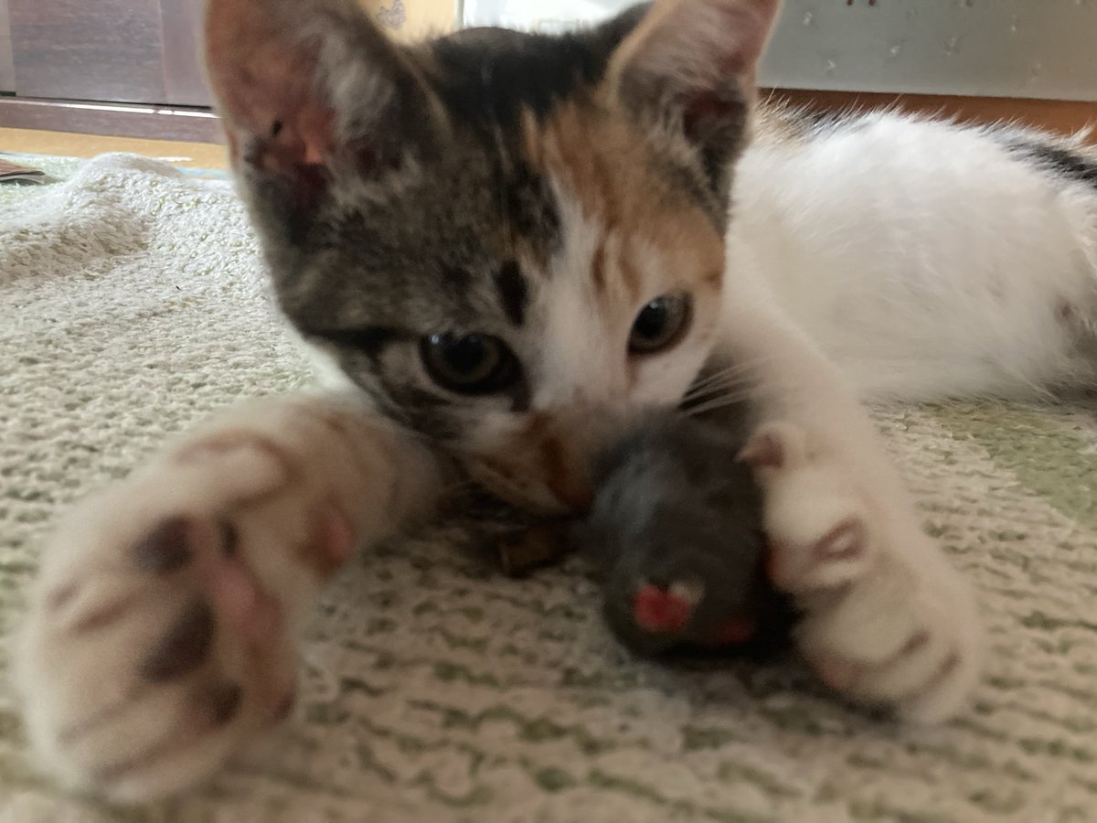 LEONA_Guitar's tweet photo. #SiMねこ盤　お猫様を！ https://t.co/QDhsGcGcCY