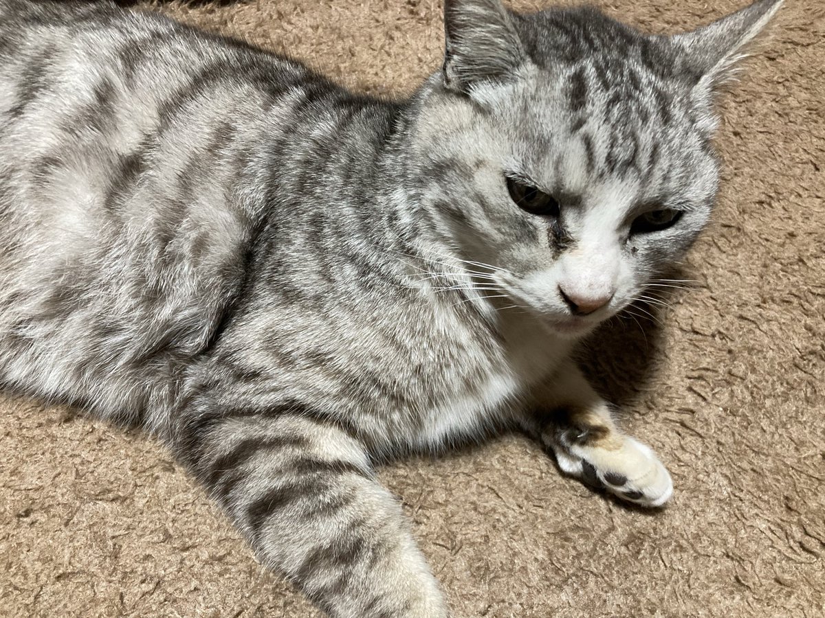 LEONA_Guitar's tweet photo. #SiMねこ盤　お猫様を！ https://t.co/QDhsGcGcCY