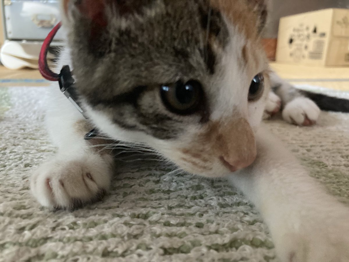 LEONA_Guitar's tweet photo. #SiMねこ盤　お猫様を！ https://t.co/QDhsGcGcCY