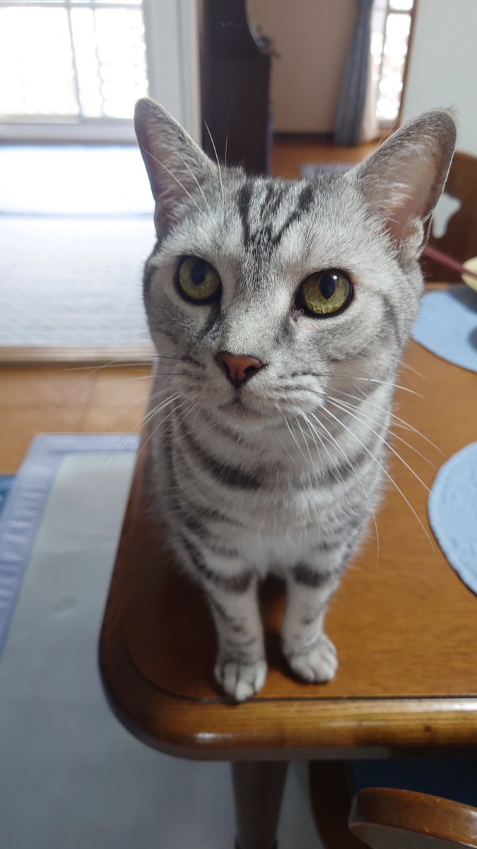 yuuka_free3636's tweet photo. こんにちは😊

ファンサイトに
挑戦中の36歳です✨

世界猫の日🐱🐱🐱

私の🏠では
毎日がお猫様の日です🌸

♡お願い🙇
#フォロー
#固定RT
#固定いいね
#保存

♡お返し😊
#フォロー
#固定RT
#固定いいね

#拡散希望 https://t.co/aH0KcxPNwo
