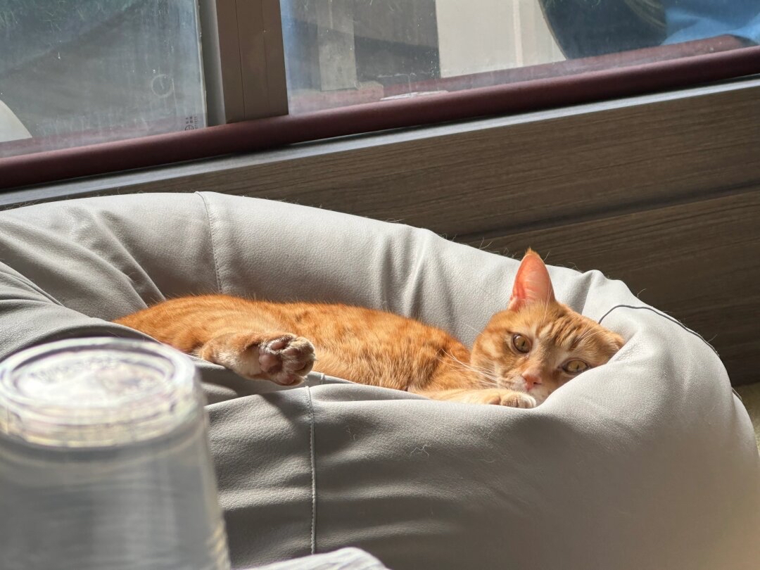 HyperliquidXFnd's tweet photo. [Cozy rainy Sunday = my perfect vibe  Warm tea, a good book, and the purring cat who claimed half my couch. No plans needed, just soft, quiet joy at home ] https://t.co/VYZQPBP7P4