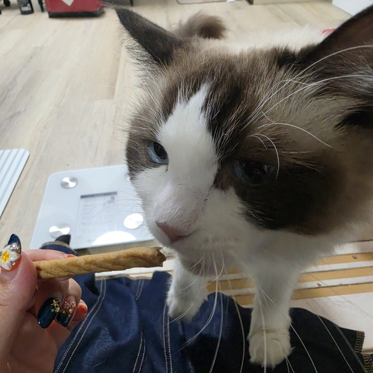 blanc_brun56's tweet photo. 北海道出張のおみやげ！
現地の後輩に新千歳空港に猫用のおみやげがあるって教えてもらったので留守番のお詫びも込めて買いました🥹
最初怪しんでたけど気に入って食べてくれたのでよかった〜！！ https://t.co/twe5OOh0fv