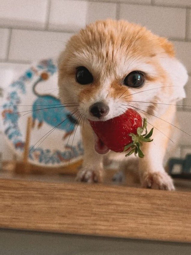 PaleoMarxism's tweet photo. 🤌🏻🍓 ?… https://t.co/6AcbrqOp0x