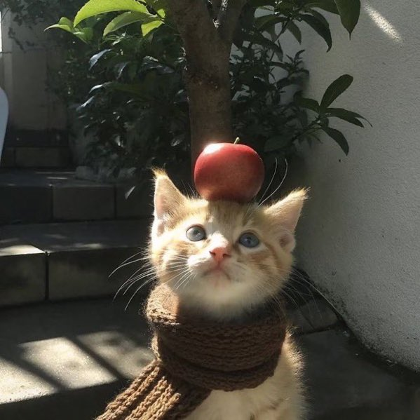 calmlivng's tweet photo. 🍎🍁 https://t.co/bEFElF9yDj