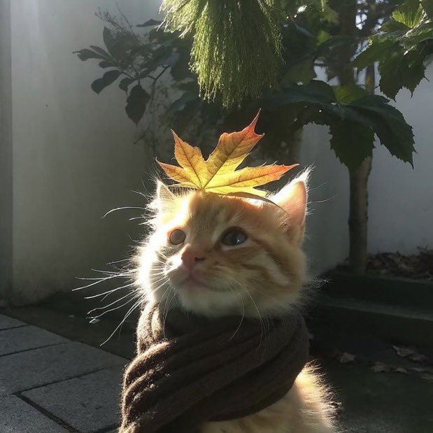 calmlivng's tweet photo. 🍎🍁 https://t.co/bEFElF9yDj