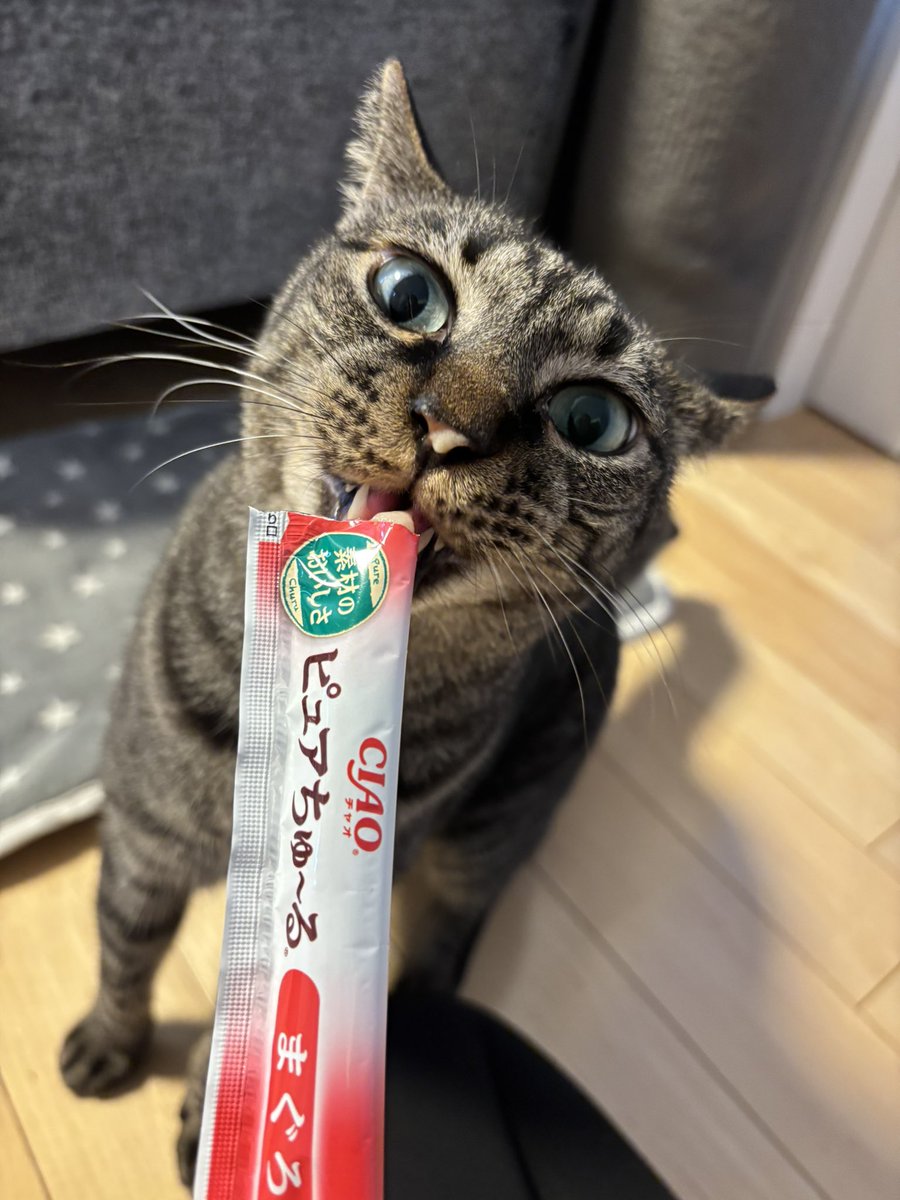 maro05121012's tweet photo. #世界猫の日
世界中の猫ちゃん達が幸せでありますように😊
動物虐待がなくなりますように🙏

#保護猫　#キジトラ　#猫のいる暮らし https://t.co/xJi58BYEQ3