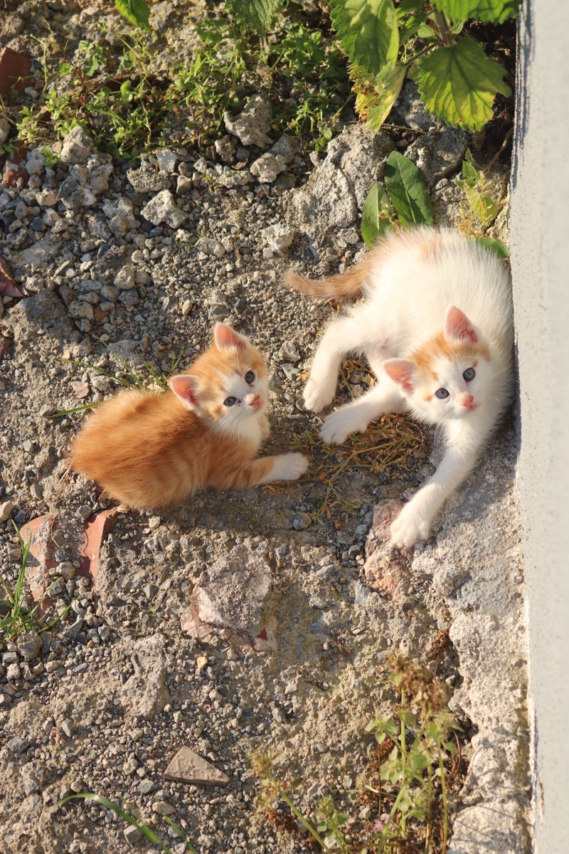 nirvanahabercom's tweet photo. Bugün dünya kedi günü. https://t.co/ZL1TLTXk2u