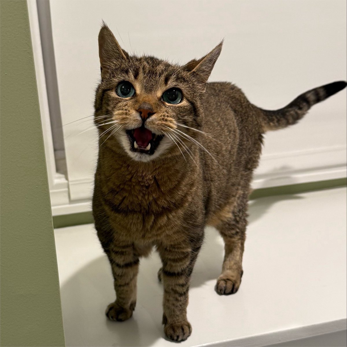 moopscoot's tweet photo. MOPPY!!!!!!!!!!!!!!!!!!!!!!!!!! https://t.co/tvk8mPFZBI