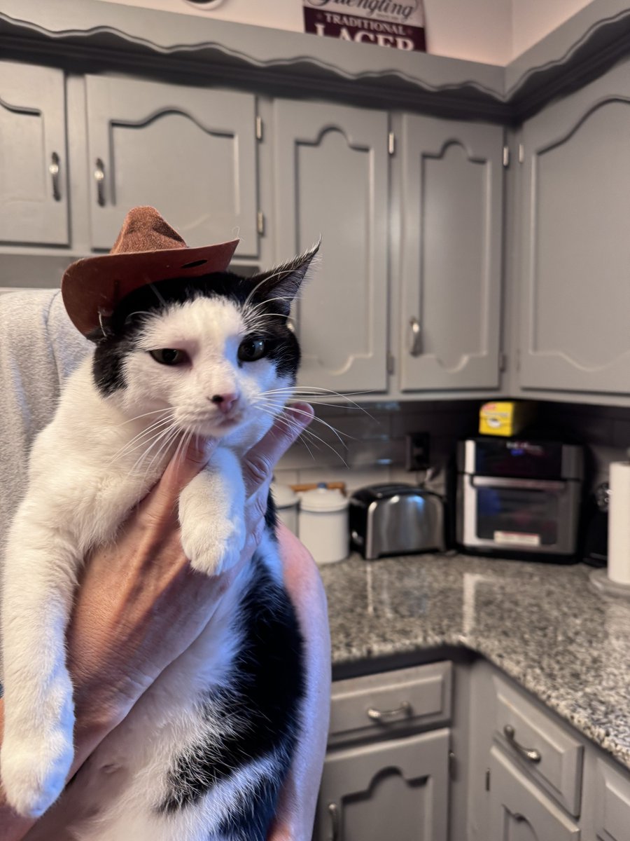 sirfafnir1's tweet photo. Put a cat in a hat and it went about how you’d expect. More pics in comments. 😂😂😂😂 https://t.co/cn30GOutRl