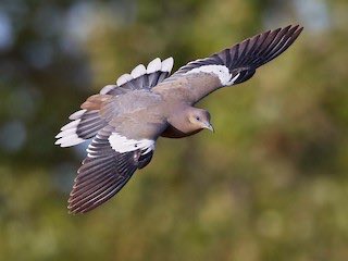 lisa_a_smith_'s tweet photo. There was a white tail dove sitting on the ground in our yard for several hours today. He/she hopped up on the edging around the flower beds and stay there for quite a long time. I was worried that the bird was sick so I did some reading about doves and learned that after they eat, and they are ground feeders, they sit very still for long period while their food digests. The article said to walk towards it, but not touch it and if it is healthy, it will fly to a safe position. It said that they feel safe if they are staying in your yard. After several hours, David walked over toward the dove and it flew up to the top of the fence and sat perched on the fence for about an hour. We checked on it again it had flown away.
The article said a possible second scenario is that it was watching/guarding a nearby nest.
We are honored that this little dove felt safe in our yard. I  told David that the Dad was probably sitting on the eggs and Mom had an afternoon to herself. 

The two pictures below are not of the dove that was on our yard. I did not want to frighten it by trying to get close to capture a picture, but this is exactly how the dove looked. ￼
@WithinLimits24 @406nighteyes