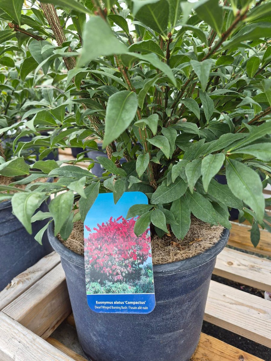 123murrey's tweet photo. The  S A L E  continues.... Yahoo!!! 👏🌳🌿
— ALL CONTAINER TREES + SHRUBS: 25% OFF
REMAINING ANNUALS + PERENNIALS: 50% OFF
PATIO PLANTERS: 50% OFF
HANGING BASKETS: 30% OFF
3 GALLON BOXWOODS: NOW ONLY $39
10" SUNFLOWERS: NOW ONLY $19.95
RiseandShine Nursery #Goulds #StJohns #NL https://t.co/zuQ2PY7cNR