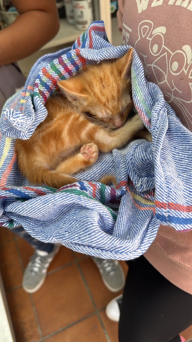 sohighschoolpau's tweet photo. @LiviesHQ @oliviarodrigo For several years, I volunteered at an animal shelter, spending time with rescued animals, taking them on walks, caring for them, and helping them find the loving homes they deserved❤️🩹 #DaisyChainReaction https://t.co/2AezsAJbbT