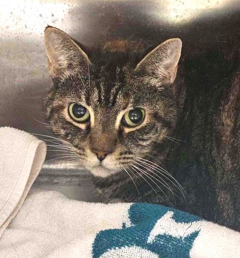 sachikoko's tweet photo. 🆘SOS CODE RED🆘EUTHANASIA DEADLINE SAT 8/8 - 3:00PM🆘
🙏🏾PLZ #PLEDGE 2 SAVE MY LIFE
💰Goal Is $150
💝Scared 9YO #Senior Brown #Tabby Kitty "AURA"💝
😾💔Dumped 4 Aggressive Behavior &amp; Litterbox Issues
🚨RESCUE ONLY!🚨
▶️ID: 21136 https://t.co/2hs5YXRbaS
#Marietta, #GA @cobbkitties https://t.co/bIAypU0SQz