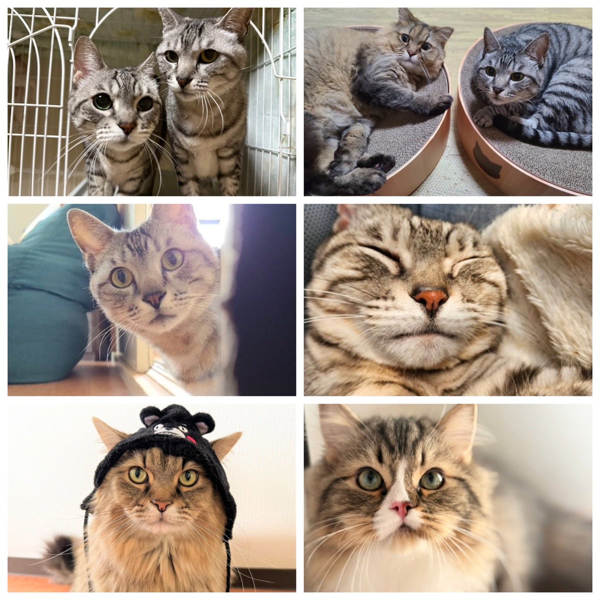 36_587's tweet photo. 今日8月8日は『世界猫の日』

#世界猫の日🐱 #InternationalCatDay🌎 https://t.co/MGW01ezaeX