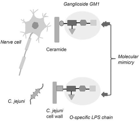 aakashgupta's tweet photo. A doctor in Japan ate lightly seared chicken, had a week of diarrhea, and is now in a wheelchair. The reason is that Campylobacter, the bacteria in most raw chicken, wears a sugar coat copied almost molecule for molecule from the surface of human motor nerves.

About two thirds of Campylobacter jejuni strains carry the copy. The sugar on their outer membrane matches GM1, a ganglioside concentrated where your nerves meet your muscles. Your immune system cannot tell the forgery from the original.

So it builds antibodies against the bacterial coat, clears the infection, and keeps hunting the same signature. It finds it on your own nerve fibers. One to two weeks after the diarrhea ends, the antibodies start stripping the wiring. Weakness begins in the feet and climbs. In severe cases it reaches the diaphragm and the patient goes on a ventilator. This is Guillain-Barré syndrome, and Campylobacter is its most common trigger worldwide.

The odds per infection are about 1 in 1,000. That sounds reassuring until you see the denominator. Japan officially records around 2,000 to 3,000 Campylobacter poisonings a year. When researchers ran active surveillance in 2006, the real number came out near 1.5 million. The official count was low by a factor of 450, because a few days of diarrhea rarely gets reported to anyone.

Toriwasa makes the math worse by design. The dish is seared on the outside and raw at the center, and Campylobacter dies at 65°C at the center of the meat. It keeps the one layer that matters below the one temperature that matters.

The man in the wheelchair spent his career warning patients about preventable risks. Japan is now writing its first nationwide hygiene rules for raw chicken dishes. The antibodies that took his legs were manufactured by his own body, doing exactly what it was built to do.