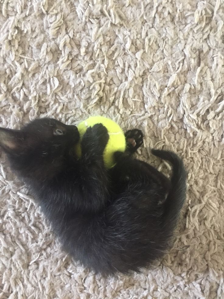 leleFitz7's tweet photo. I finally met Dusk! I got her the tennis ball. :) https://t.co/y3wptQQvrC