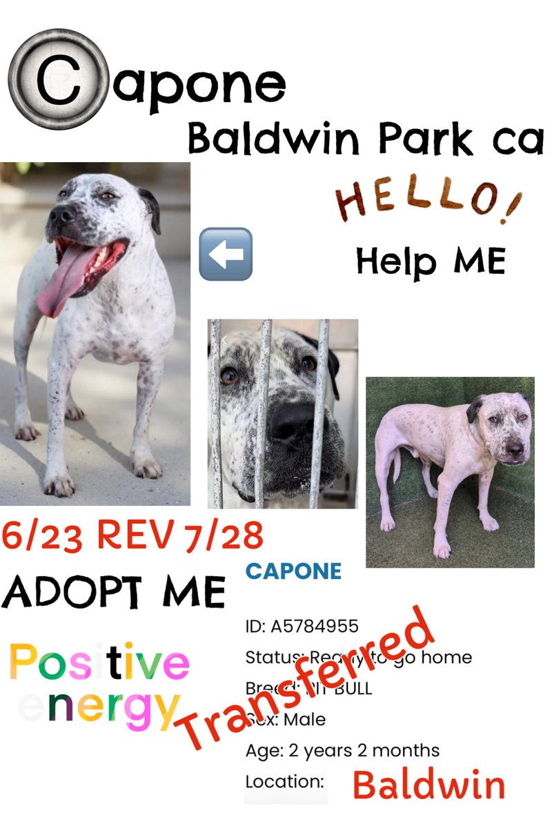 SarahjaneGille1's tweet photo. 8/7 Available Still 2 POSTERS & A VIDEO 📹 from @AnimaLancaster TRANSFERRED To #BALDWINPARKCA Shelter 
BOTH LOOK SO MUCH BETTER In ‼️‼️VIDEO WATCH from Lancaster ⬇️⬇️⬇️ Given Life entered dates revised from 6/23 to 7/28 . Brief bio ⬇️
~CAPONE 🆔 #A5784955 #Pitbull (doesn’t 👀 it) Male 2yrs 2m NEW 📸
~BEAR 🆔 #A5784959 is #BCLINIC 💦listed (NO IDEA anyone know?) #GermanShepherd Male 7m #Puppy 
#REPOST #SHARE Lets get them adopted they look so adorable 🥰 I still care about them as new in a different shelter 💦

Contact:
4275 North Elton Street Baldwin Park, CA 91706 (626) 962-3577 baldwinpark@animalcare.lacounty.gov 
Please share. A share may save his life.
@mapleveewesem @SabaMekaZeus @LilaFlw @Timber_MT @IsaBobby2406 @itsadogslifersq @Iza_2021 @RLA_1976 @avlav9 @Rachian14148371 @MarjonQ17isBACK @SueGillmeister 

https://t.co/GtJFr4dCAO…
