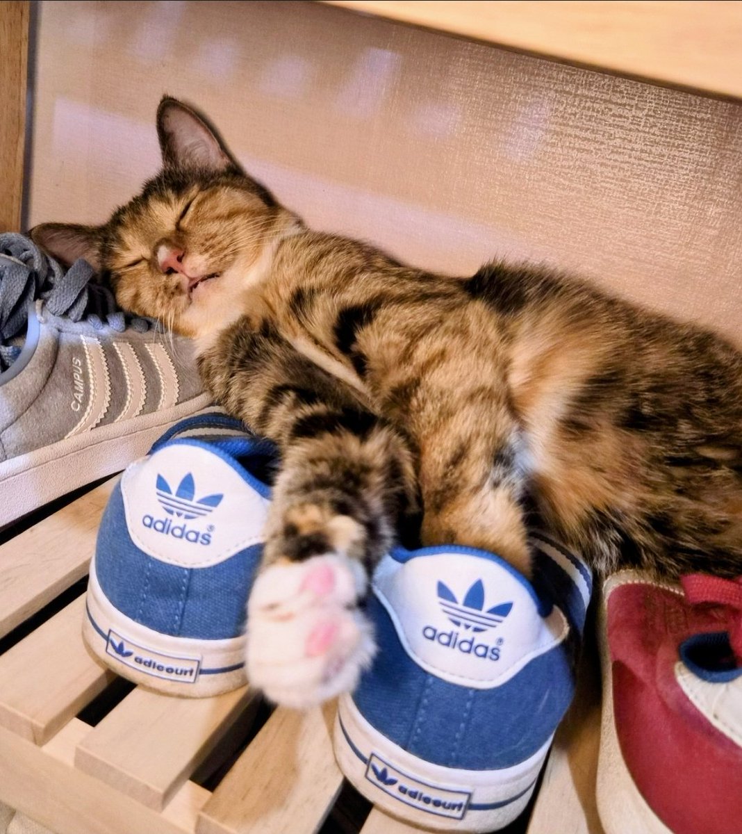 chzzn4eva's tweet photo. 8월8일 세계고양이의 날😺

내가 얼마나 사랑하는지 
너는 감도 안올거다
너의 날을 축하해🥳🎉🎊
(사실 나의 날이기도 해ㅎㅎ Bday https://t.co/z9iy8r0nfF