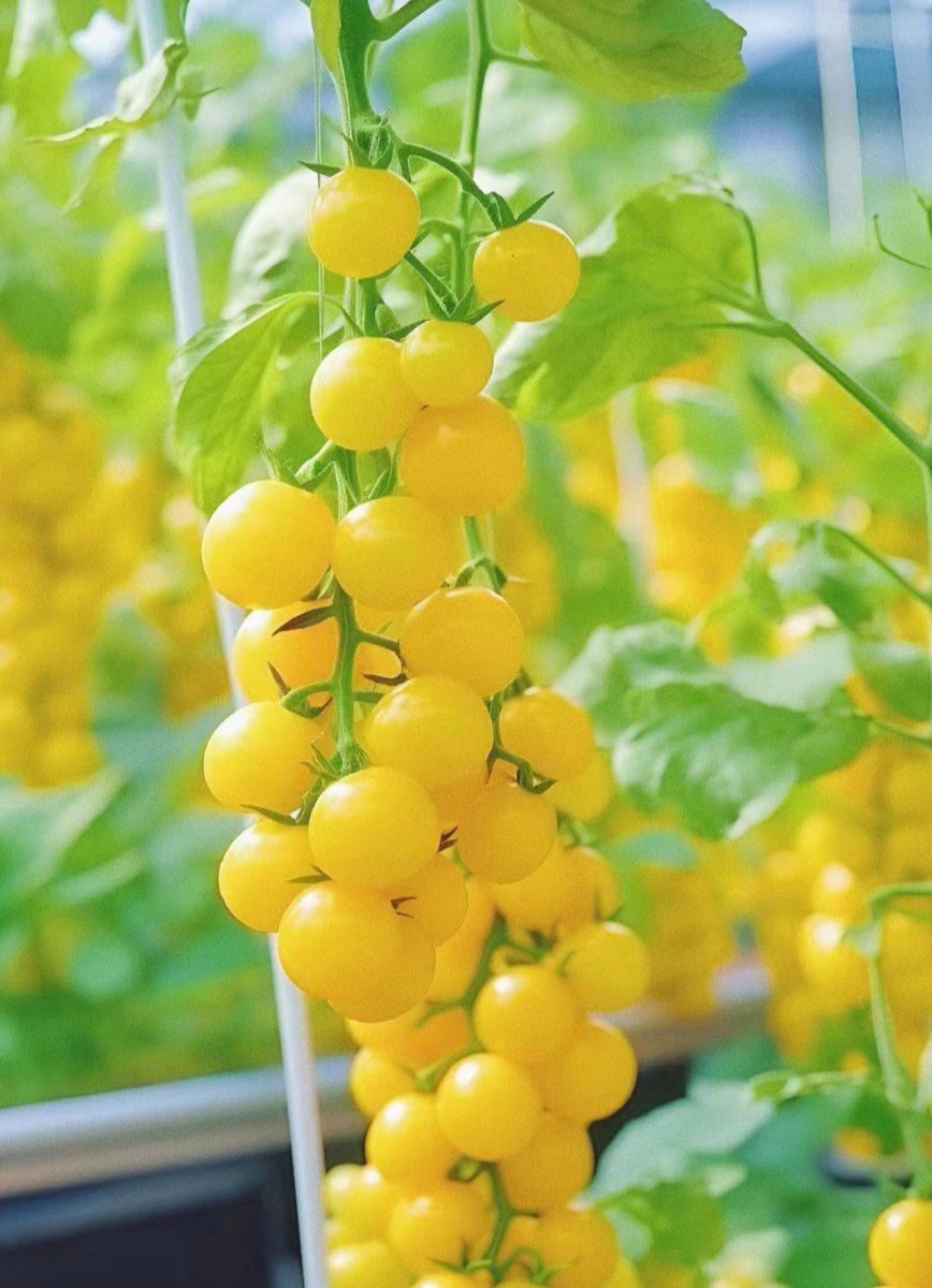 HOPWELL13's tweet photo. Just tried the new organic cherry tomatoes from local farms—bursting with sweet, tangy juice, no watery aftertaste at all! Perfect for snacking or tossing into salads. Highly recommend grabbing a pack! https://t.co/kcd4i3NLRR