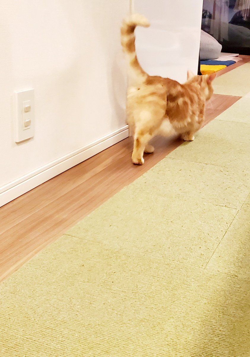harutarou190826's tweet photo. 20260612
気になるものを見つけて尻尾が立ち上がる&amp;先っぽくるりん、な、はるたろうくん
#猫 #猫のいる暮らし #cat #ねこかわいいね https://t.co/5O9QdpaWbP
