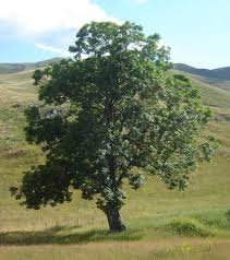 RukayyaMst's tweet photo. Planting trees is an investment in the future. https://t.co/HBptTOcCf9