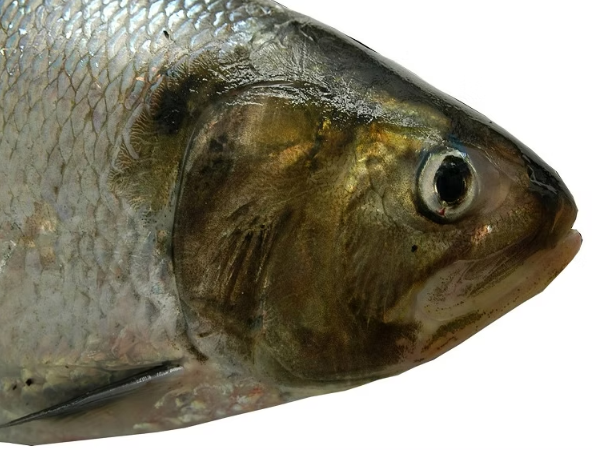 era_verde_'s tweet photo. 🎣 RENUEVAN EL CUPO DE 650 TONELADAS PARA LA PESCA COMERCIAL EN ENTRE RÍOS

👇🏼+ info 🐟
🔗 https://t.co/rW75i2CsFw https://t.co/GvEMvhy8Ur