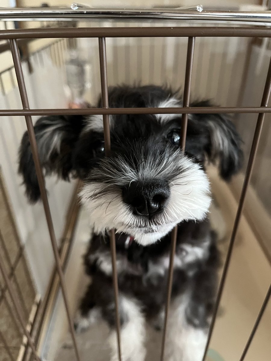 kirfp0719's tweet photo. 帰省したら犬増えてた https://t.co/MprtE6zrje