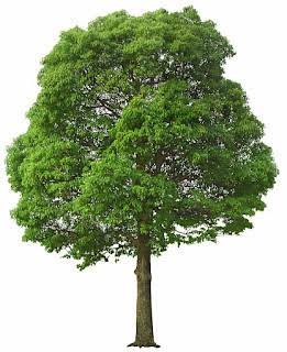 MdHabib193's tweet photo. Planting a tree is planting hope. 🌱 https://t.co/GLE4tIJhLW