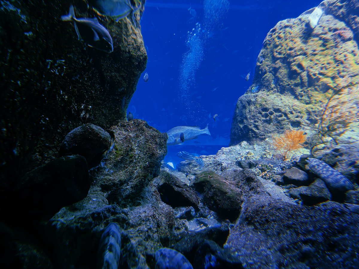 painapo_nui's tweet photo. えのしま🐠🫧 https://t.co/bsOzlI5AJX