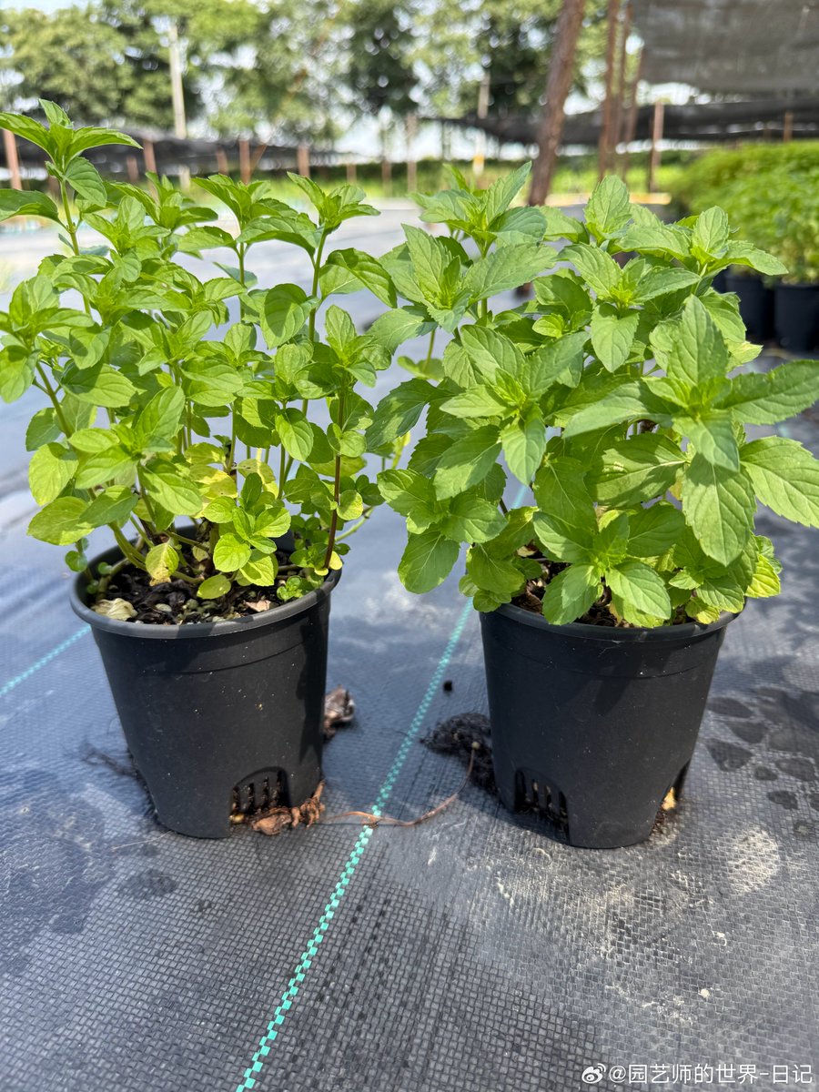 VTun18's tweet photo. Got an old mason jar Turn it into a tiny desk herb planter with some cheap soil and seeds! Super easy, zero waste, and perfect for small spaces. https://t.co/tTqoTy28Et