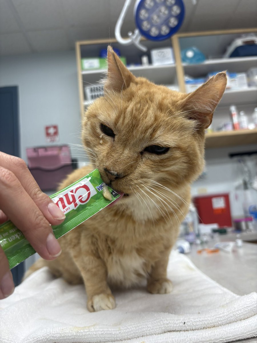 feederofcats's tweet photo. Mr. Perfect had his 6 month check-up today and his official diagnosis of Perfect still stands. his mouth still looks great and he was so excited about all the churu that he got it in his eye. successful vet visit for our top jank in charge https://t.co/mYrRcCqJF9