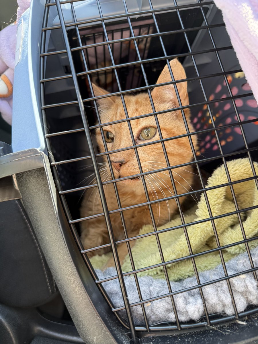 feederofcats's tweet photo. Mr. Perfect had his 6 month check-up today and his official diagnosis of Perfect still stands. his mouth still looks great and he was so excited about all the churu that he got it in his eye. successful vet visit for our top jank in charge https://t.co/mYrRcCqJF9