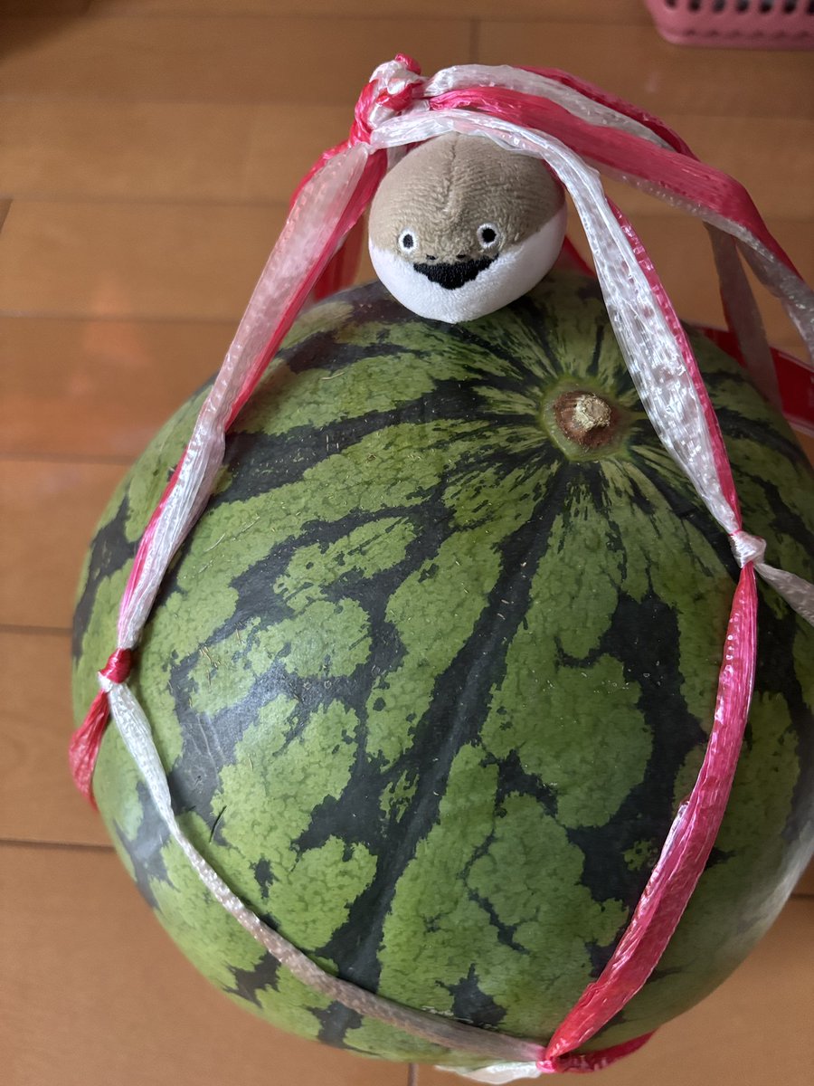 mamaimann's tweet photo. 我慢できずに大玉スイカ🍉
ちなみに1人で食べ切ります https://t.co/XNTPsNd2wG