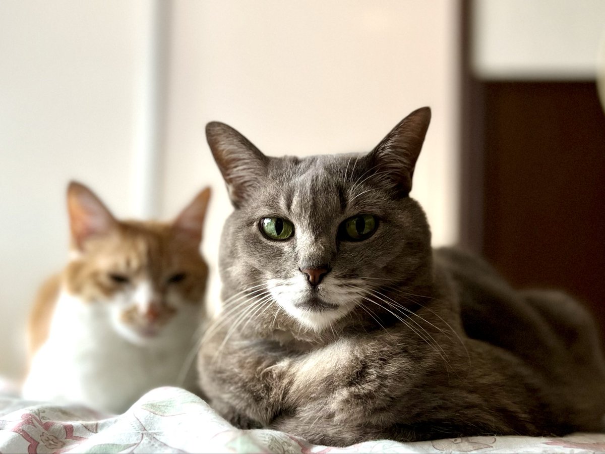 usa20120322's tweet photo. #世界猫の日　
猫たち🐈‍⬛🐈どうか健康で長生きしてね https://t.co/EFwaFh8SH6