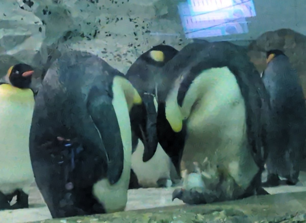 penguin4354's tweet photo. エンペの🥚チラ見せ👀✨️
2026.8.5
#コウテイペンギン
#アドベンチャーワールド https://t.co/BBzzf6gWrO