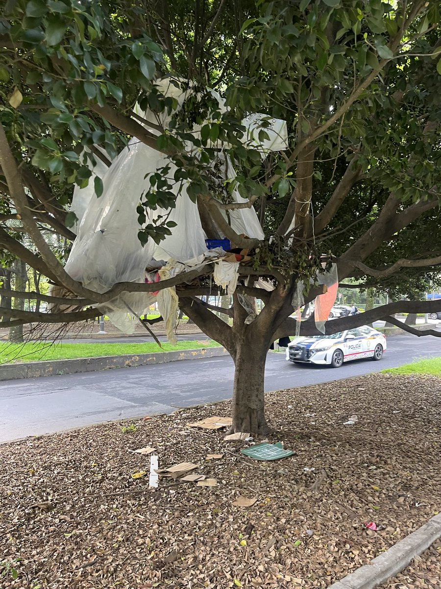 eloinadeharo's tweet photo. @AlcaldiaMHmx , un hombre vive en un árbol en la esquina de Campos Eliseos y Anatole France ; poniendo en peligro su vida , la de los transeúntes y vehículos. Además de ocasionar un área muy sucia. https://t.co/DOtUkem3S4