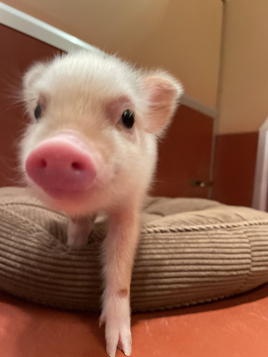 pignic_cafe's tweet photo. 進撃の子豚🐷 https://t.co/41xXWAolKW