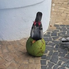 dv44444444's tweet photo. Yoo this is actually a god narrative!

There is a post from 17 hours ago going mega viral on X showing literally "Pigeons Being Pigeons"

These birds are literally the most well known for being stupid

Instead of pvp, its PBP,

$PBP Pigeons Being Pigeons

https://t.co/OGBlA1Ara2 https://t.co/QAUMHczN5x