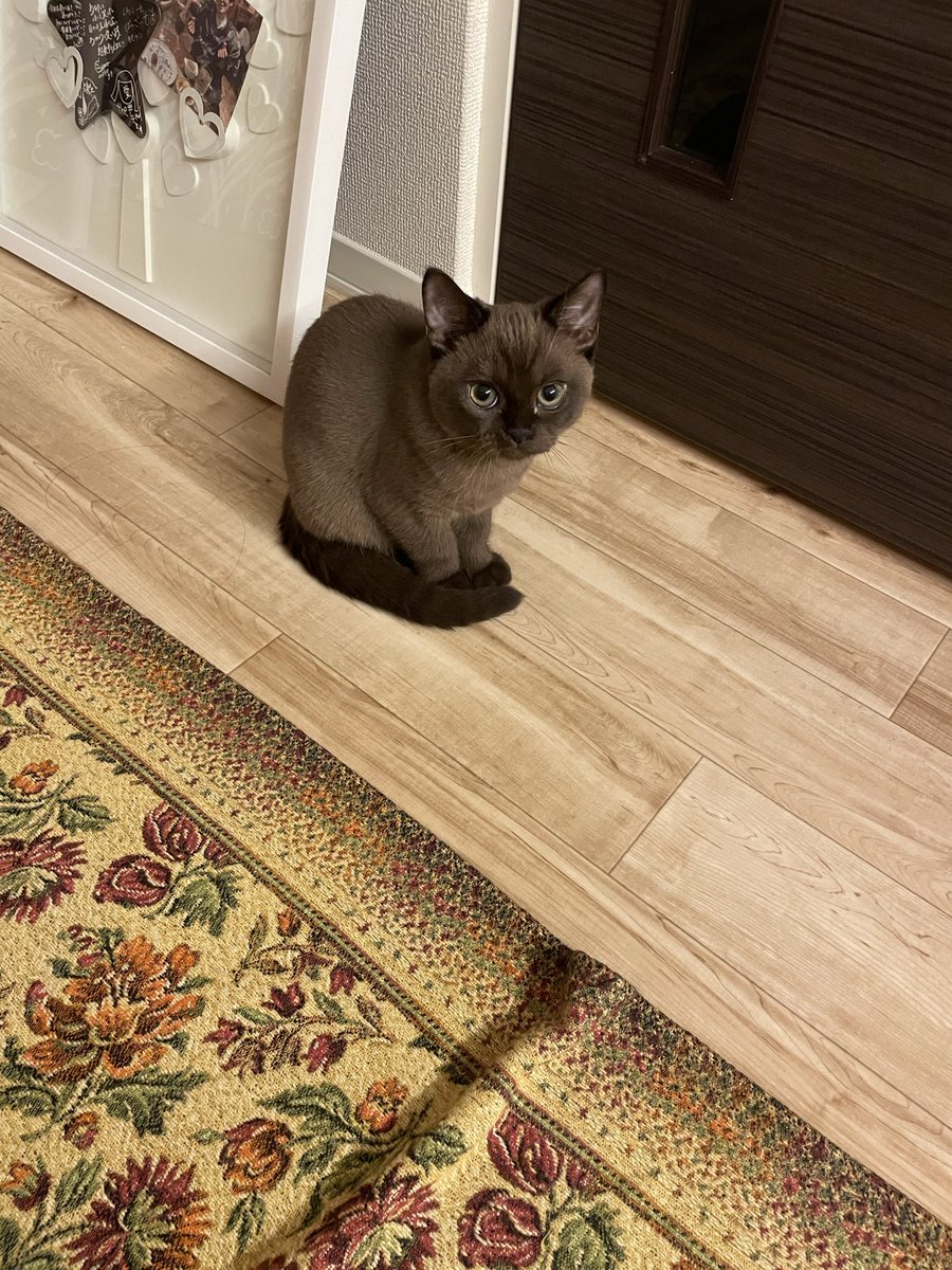 baney046's tweet photo. #世界猫の日 https://t.co/teCZm6AZSO