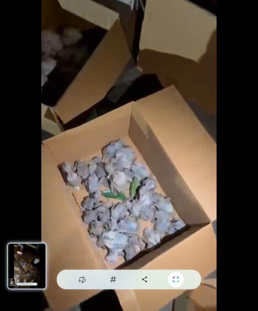 Vaishali_Rana__'s tweet photo. -100s of bird hatchlings alrdy dead 
- ELDECO Panipat❌️
-TREES CUT IN MONSOONS,BREEDING SEASON!!
-Yet again Wildlife &amp; Forest Haryana FAIL, while thrZ ban on tree felling due PHHigh Court &amp; Monsoons
- @RaoNarbir STILL SNOOZING
- FOREST dpt BUSY PLAYING VANMAHOTSAV wth @cmohry https://t.co/vvkHB7g2Cf