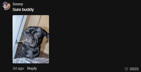 anaaclars's tweet photo. This mogdog is blowing up, everyone is memeing him

He literally started a whole mogging trend between animals in the comments

https://t.co/h0NIBZV3G5 https://t.co/P40fM159m9