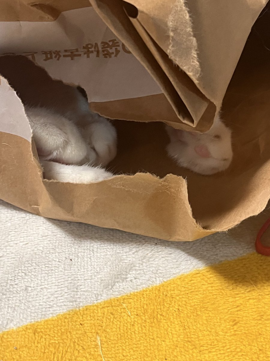 Inunekonekobig's tweet photo. ？
#猫好きさんと繋がりたい
#猫の居る幸せ
#ねこ　#cat #猫 https://t.co/S9DmR686Fk