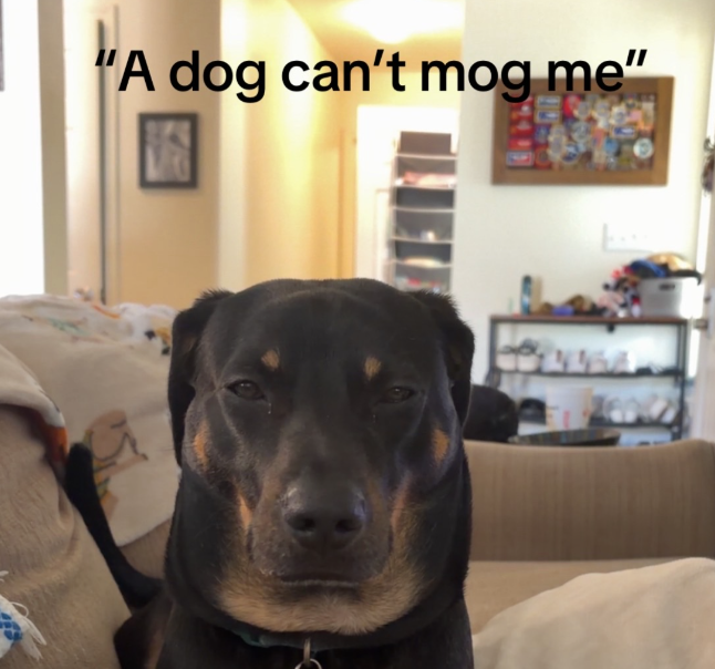 anaaclars's tweet photo. This mogdog is blowing up, everyone is memeing him

He literally started a whole mogging trend between animals in the comments

https://t.co/h0NIBZV3G5 https://t.co/P40fM159m9