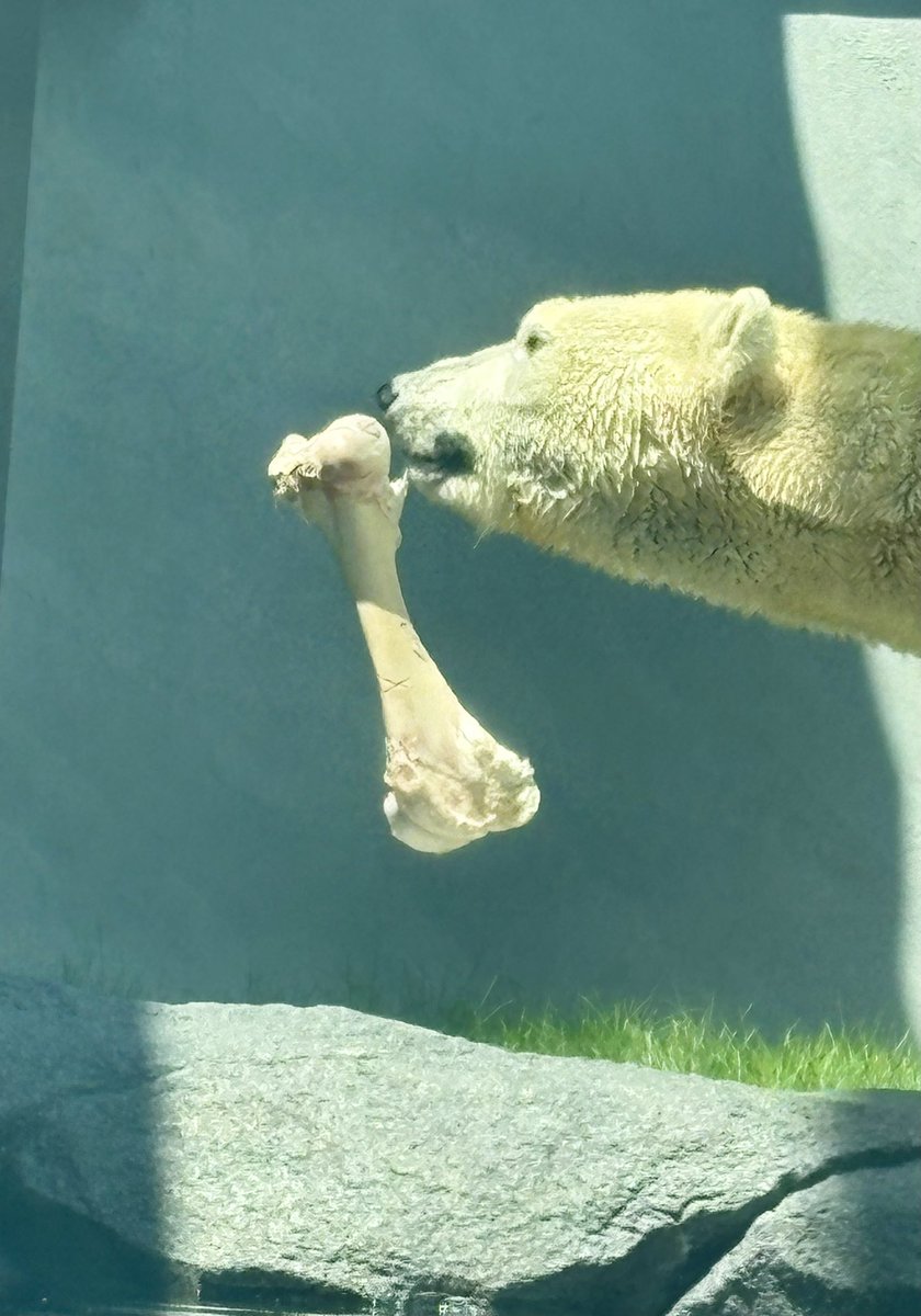 kiraranono's tweet photo. #ホッキョクグマ
#ホウちゃん
#ポーラーベアコースト
#天王寺動物園 https://t.co/TS2KYrkskU