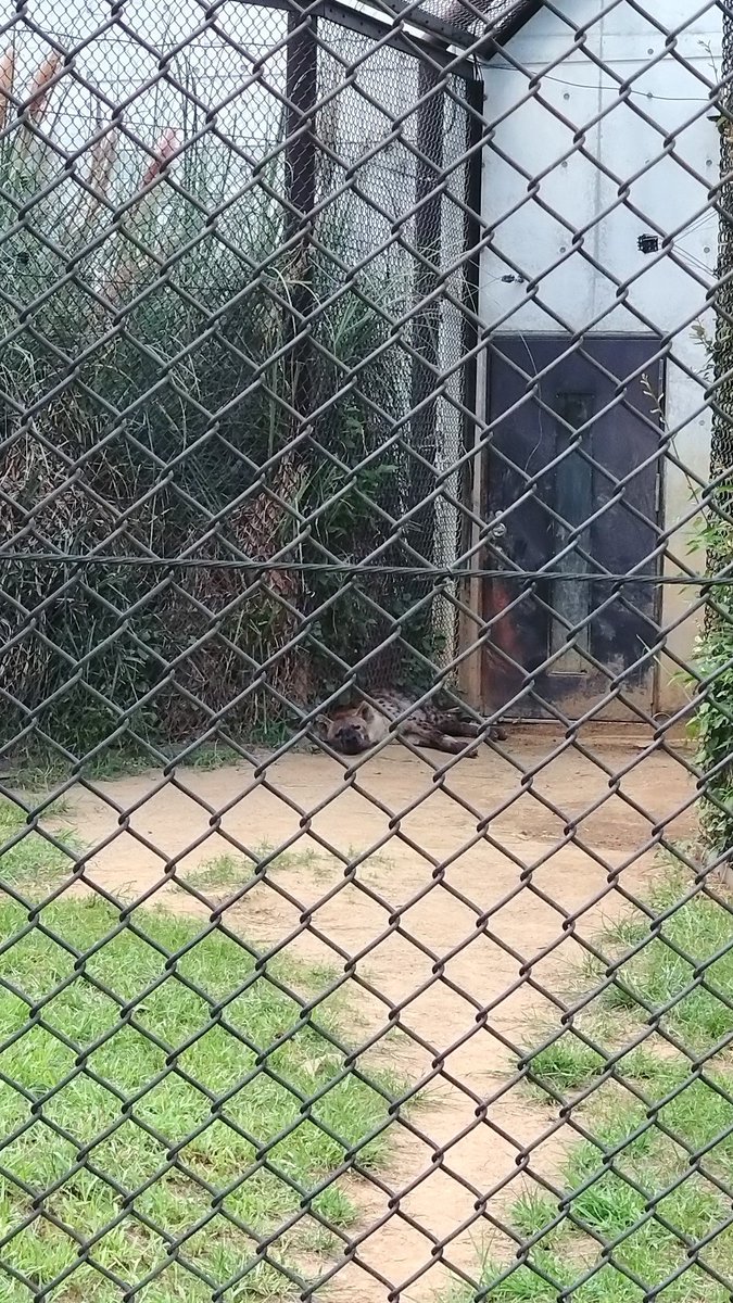 BuchiinuZoo's tweet photo. 撮り急ぎ
#ブチハイエナ #トーフ #千葉市動物公園 https://t.co/hWv6uAELzG