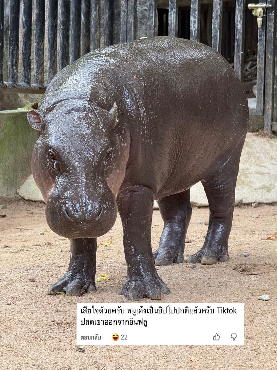 and_khamoo's tweet photo. เป็นหมูเด้งมาตั้งนาน ตอนนี้กลับไปเป็นฮิปโปเเล้ว555 #hippo #PygmyHippo #ขาหมูแอนด์เดอะแก๊ง #หมูเด้งเด้งกี่โมง #Moodeng #พี่ขาหมู #สวนสัตว์เปิดเขาเขียว https://t.co/YOo5WjCcPz