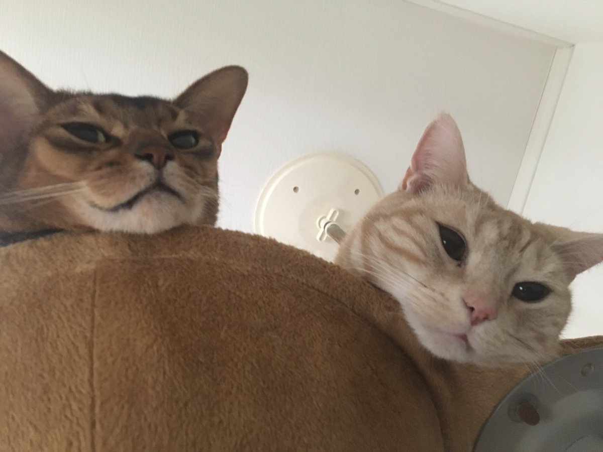 k__john's tweet photo. #世界猫の日 https://t.co/idn52RAvkn