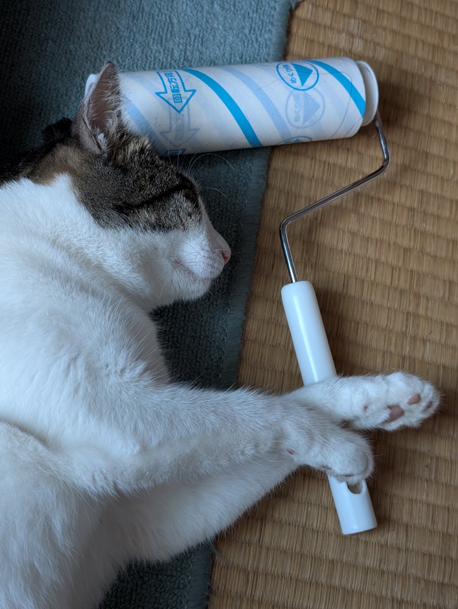 Gaox98103Ka's tweet photo. (^｡  ̫｡^꜀  )꜆੭  ͗ ͗昨日から台風の影響でお泊まりしてますにゃ。する���となくて、コロコロしてますにゃ〜😸ᩚでは良い週末をにゃ〜。 https://t.co/APod2hTwOM