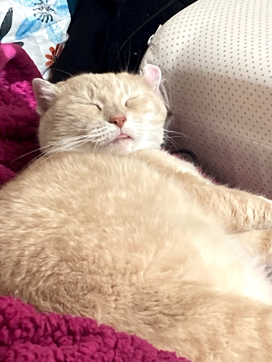 gracebethgg5's tweet photo. @catsareblessing Me with my cat lolll https://t.co/QBHXG5lhXW