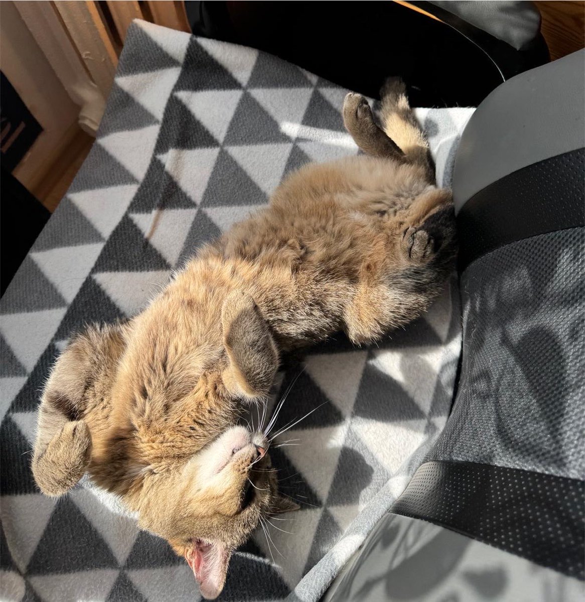 emailoflove's tweet photo. wszystkiego najlepszego kedi https://t.co/EMUSSxaR30